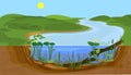 Landscape with cross-section of river. Freshwater river biotope with Yellow water-lily Nuphar lutea plants Royalty Free Stock Photo